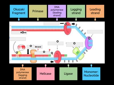 DNA replication