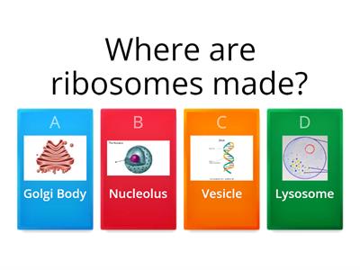 Organelles quiz