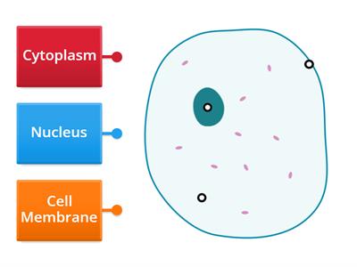Label the animal cell