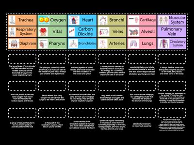 CIrculatory and Respiratory Systems