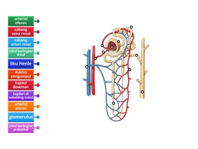 Biologi: Struktur Nefron