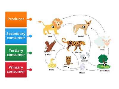 14. Braes BGE S2 Biodiversity Food Web Diagram
