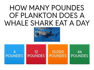 SUPER SHARK QUIZ