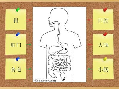 人体的消化器官