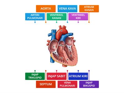 STRUKTUR JANTUNG MANUSIA 