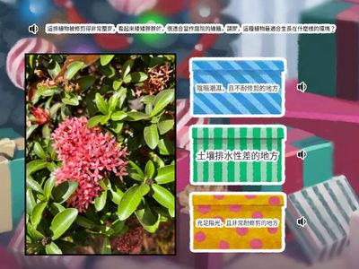 樹葉精靈_國中丙