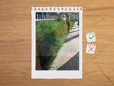 造園丙級識別圖卡 1