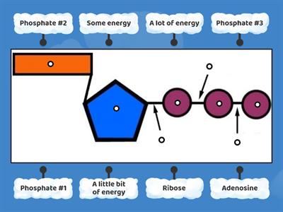 ATP Diagram