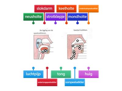 Mondholte keelholte slokdarm