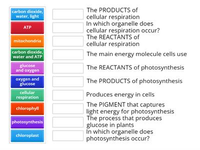 Photosynthesis & Cell Respiration