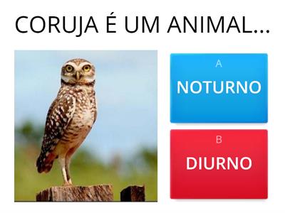 ANIMAIS NOTURNOS E DIURNOS 