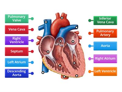 Heart Structure