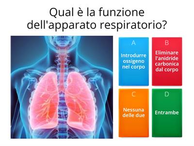 Apparato respiratorio