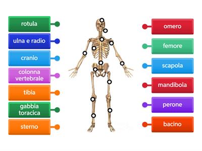 Il sistema scheletrico