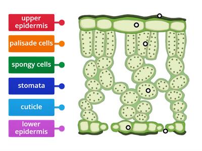 Cross Section of a Leaf