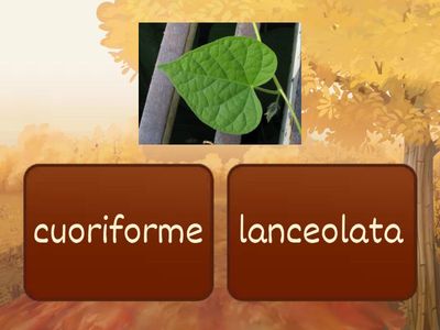LA FORMA DELLE FOGLIE