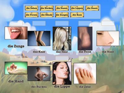 Körperteile Plural