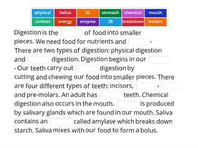 The Digestive System