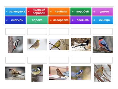 Talvilinnut2. YM 5.lk CLIL su-ve