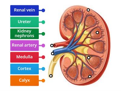 Kidney