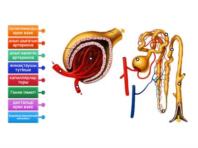 Жыныстық сау жыныс мүшесі