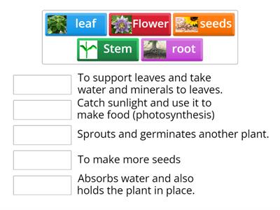 Parts of a Plant and their jobs