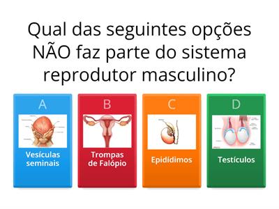 Adolescência e Morfologia do Sistema Reprodutor