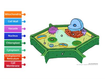 Plant Cell - Label Organelles