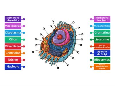 PARTES DE LA CÉLULA ANIMAL