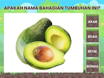 PENDIDIKAN SAINS SOSIAL DAN ALAM SEKITAR (NAMAKAN BAHAGIAN TUMBUHAN)