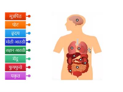 मानवी शरीर - आंतरइंद्रिये