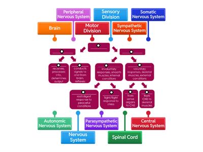 Year 11 ATAR Psychology - Divisions of the Nervous System