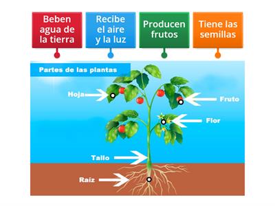 Funciones de las partes de la planta