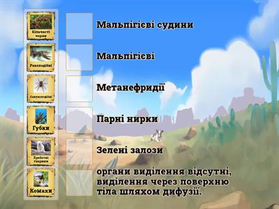 Органи виділення