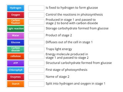 N5 Photosynthesis