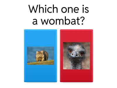 Wombat information report