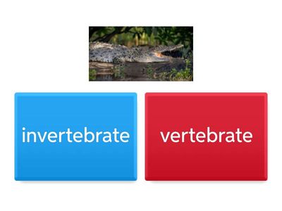 Classification of animals