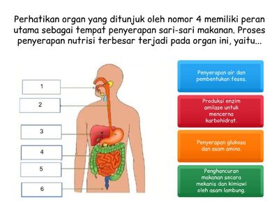 Interactive Digestive System Quiz