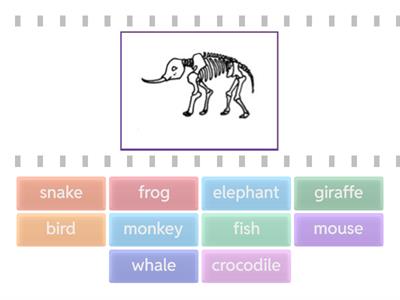 UNIT 8: THE ROBOT (ANIMAL SKELETON)