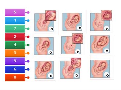 Formació fetus