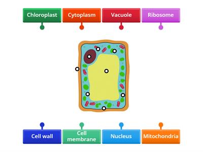 Label the plant cell