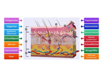Aufbau der Haut (schwer)