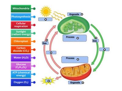 Photosynthesis and Cellular Respiration
