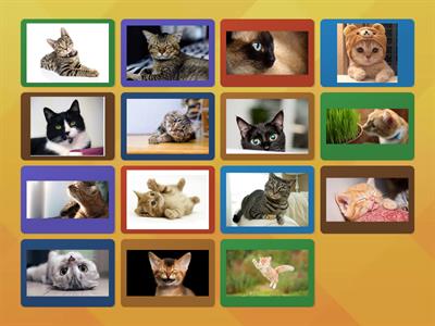 4th Grade MClass - 2/11/25 - Lesson Day 2 - Part A - Letter Combination Cards