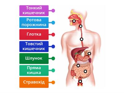 Травна система людини