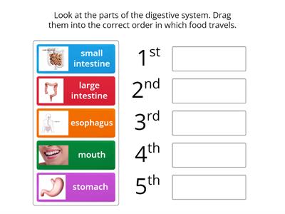 Digestive System