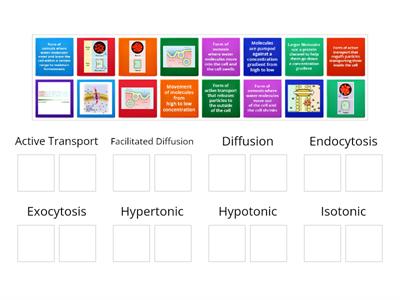 Cell Transport