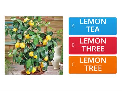 LEMON TREE "Fools Garden" vocabulary