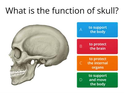 SCIENCE YEAR 5 : HUMAN SKELETAL SYSTEM