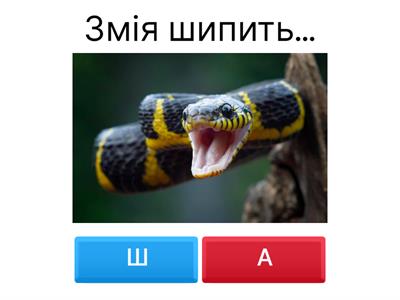 Фонематичний слух (звук Ш:правильно чи неправильно?)